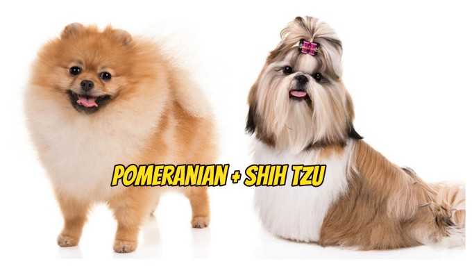 Shiranian - The Quick Guide About Pomeranian Shi Tzu Mix » Teacup Dogs Daily