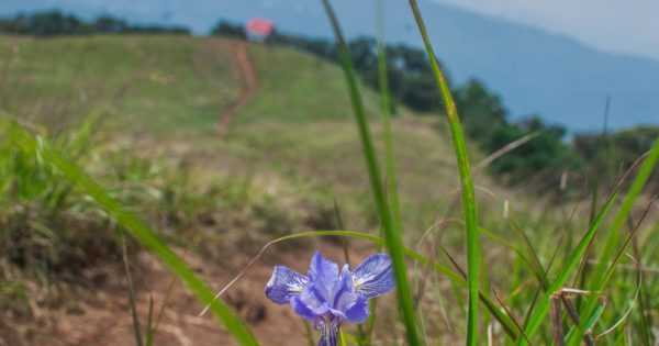 Shirui Kashong Trek: Irises Before The Lilies