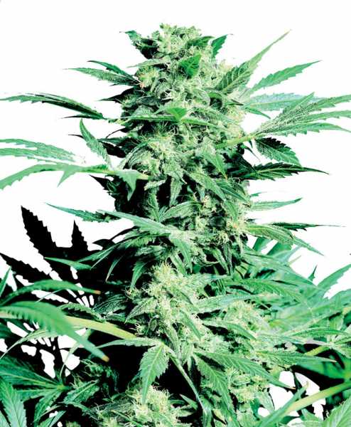 Shiva Skunk Feminized Weed Seeds | Feminized Seeds | 420.in.nf