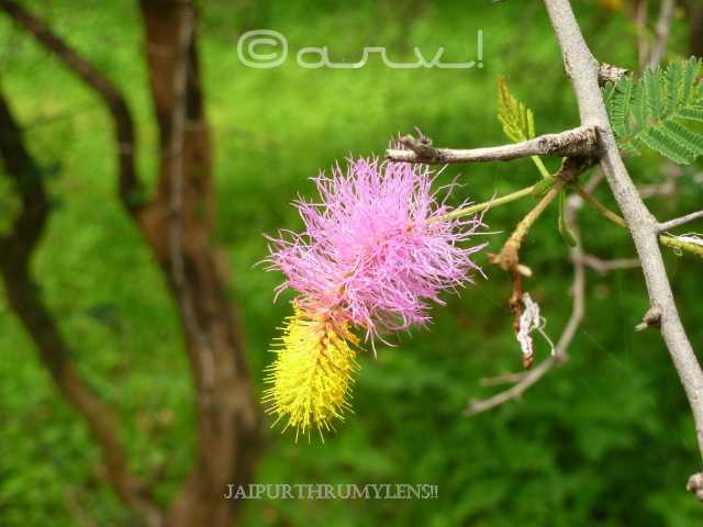 Sickle Bush Tree/ Announcing The Arrival Of Monsoon