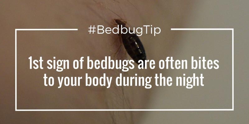 Signs Of Infestation And Treatments For Bedbugs