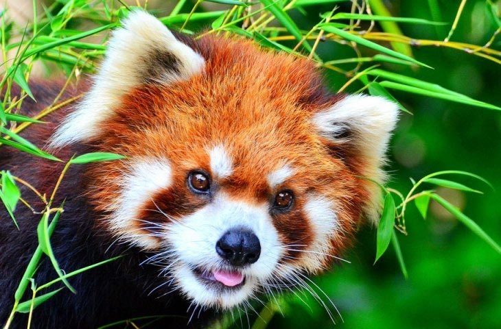 Sikkim Tourism - Travel Guide To Plan An EPIC Trip To Sikkim For 10 Days