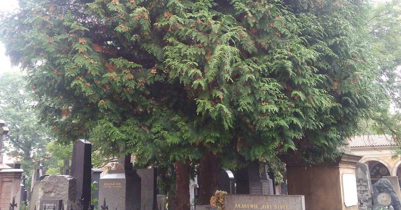 Silent Gurad- #ThursdayTreeLove-28