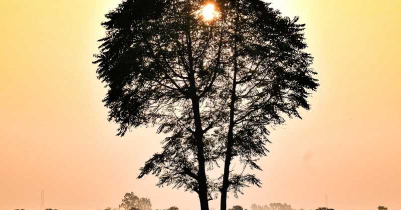 Silhouette (Winter Evening Sunset)- ThroughMylens