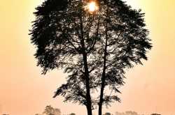 Silhouette (Winter Evening Sunset)- ThroughMylens