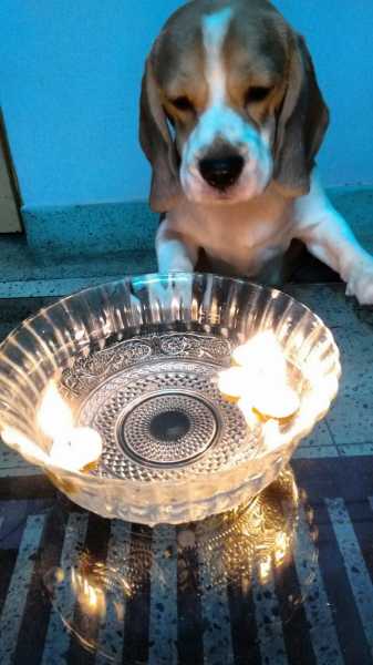 Simba Wishes Everyone A Happy Diwali