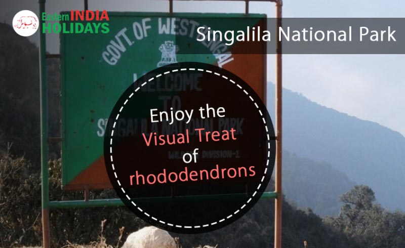 Singalila National Park - Enjoy The Visual Treat Of Rhododendrons