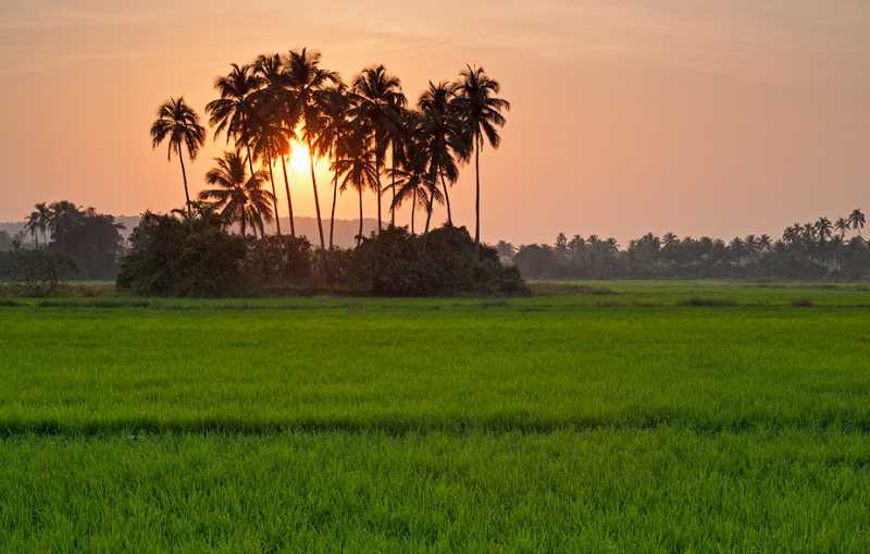 Siolim: A Village Inked By Nature’s Innocent Beauty - Scapes India Official Blog