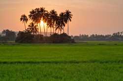 Siolim: A Village Inked by Nature’s Innocent Beauty - Scapes India Official Blog