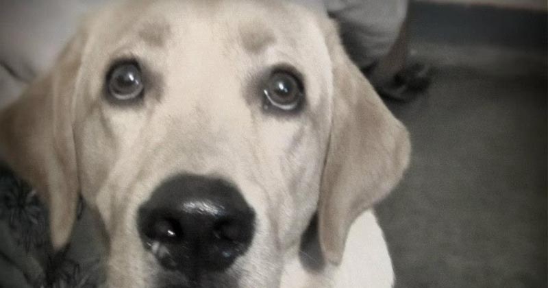 Sirius The Ball-less Devil