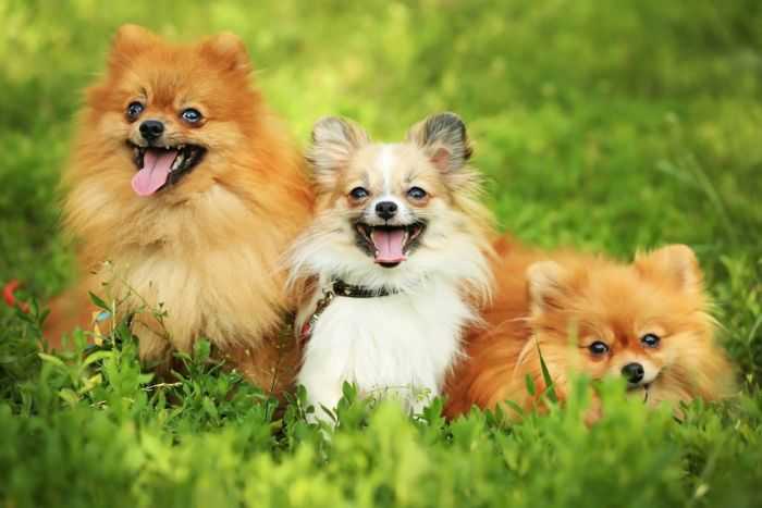 Small Fluffy Dogs - These 11 Fuzzy Doggie Are Very Adorable