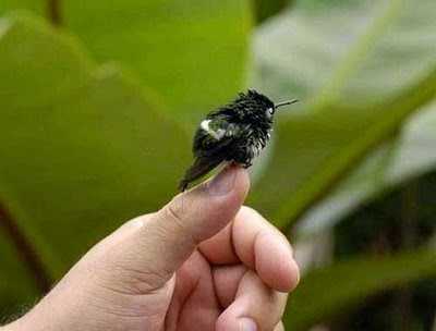 Smallest Bird In The World