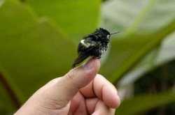 Smallest bird in the world