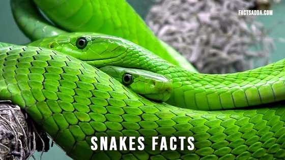 Snake Information » Facts Adda »Facts About The One Of Dangerous Reptile
