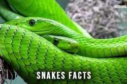 Snake Information » Facts Adda »Facts about the one of dangerous reptile