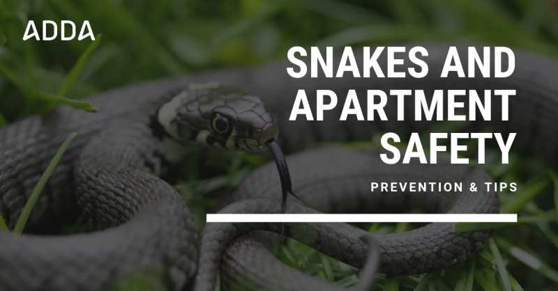 Snakes And Apartment Safety: Prevention & Tips