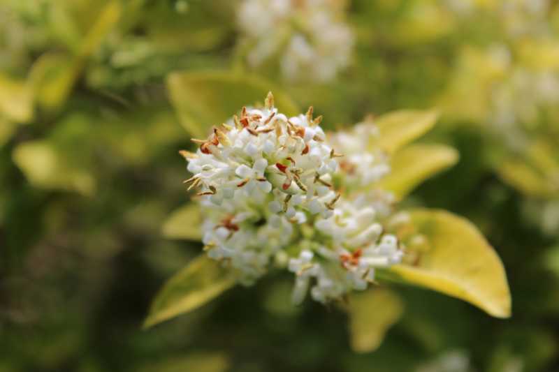 Snaps From A Summer Walk.