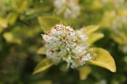 Snaps from a Summer walk.