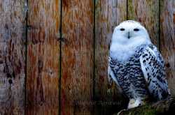 Snowy Owl