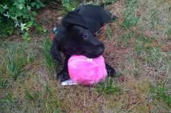 So, you want a puppy? Things to think about before you adopt a puppy