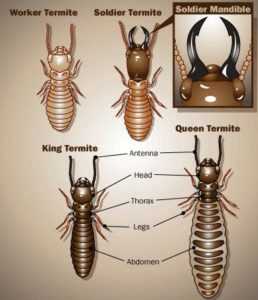 Social Organisation Of Termites