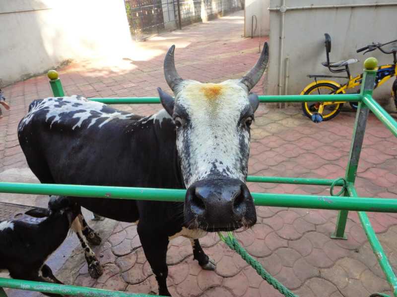 Solo Tour Diary: Trip 3 - Coastal Karnataka - Day 3 - Murudeshwara Dhenu Atithya