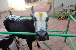 Solo Tour Diary: Trip 3 - Coastal Karnataka - Day 3 - Murudeshwara Dhenu Atithya\