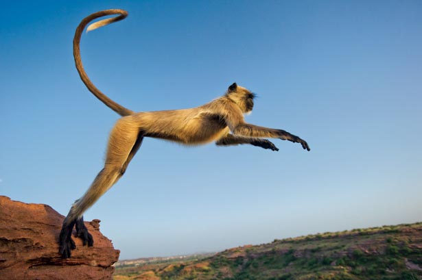 Solving India’s Problems- Langur Style!