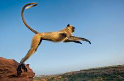 Solving India’s Problems- Langur Style!