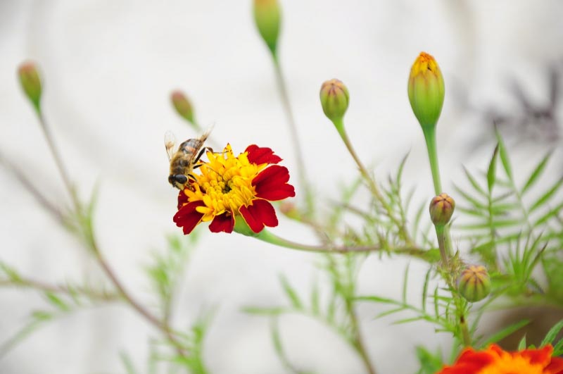 Some Beautiful Flowers On Road.......