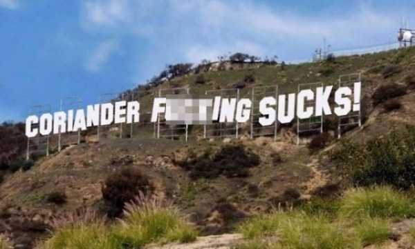 Some People Really Hate Coriander