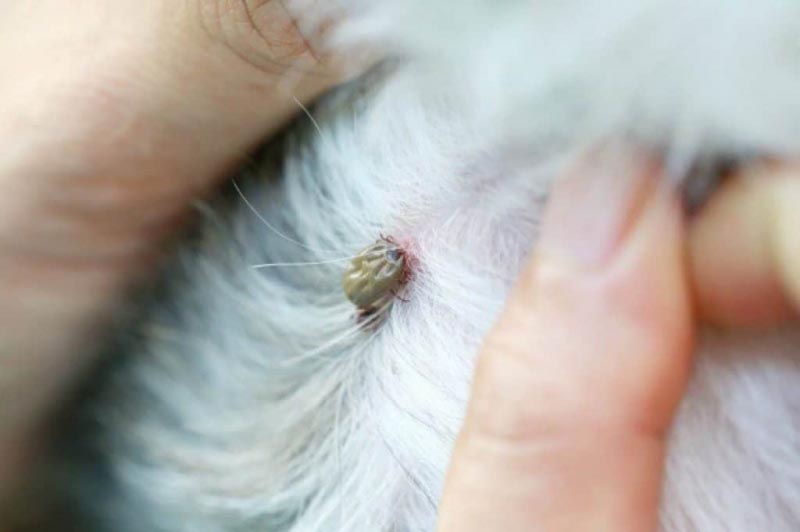 Some Tell Tale Signs Of Tick Paralysis - Perfect Hair Guide