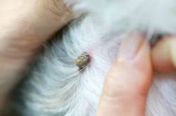 Some Tell Tale Signs Of Tick Paralysis - Perfect Hair Guide