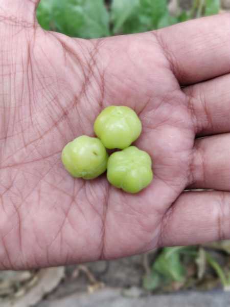 Some Early Morning Cheer!