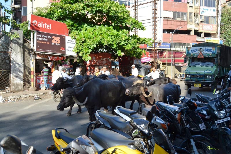 Some Random Clicks @ Pune Camp, Maharashtra