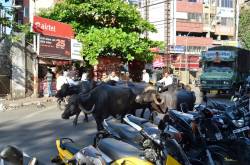 Some random Clicks @ Pune Camp, Maharashtra