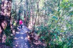 Somersby Falls Walking Track, Australia