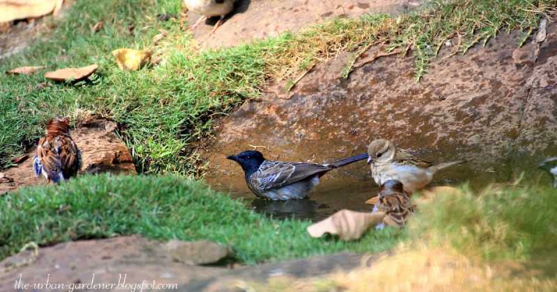Song Of The Bird-bath