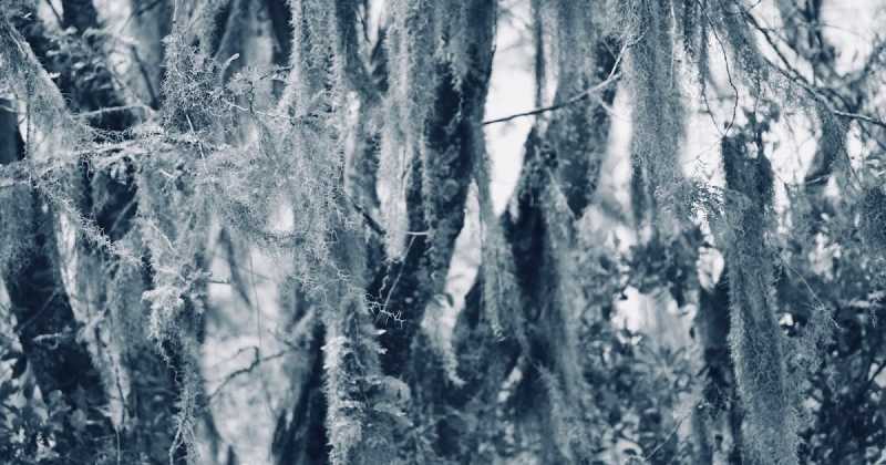 Spanish Moss In The Atchafalaya National Heritage Area And Bayou Teche Byway