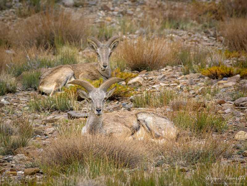 Spectacular Spiti : Ancient Centers Of Learning - Tabo And Dhankar 