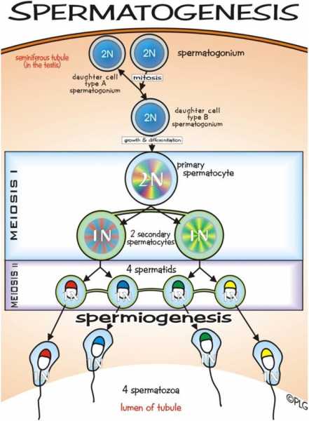 Spermatogenesis - Male Reproduction - Developmental Biology