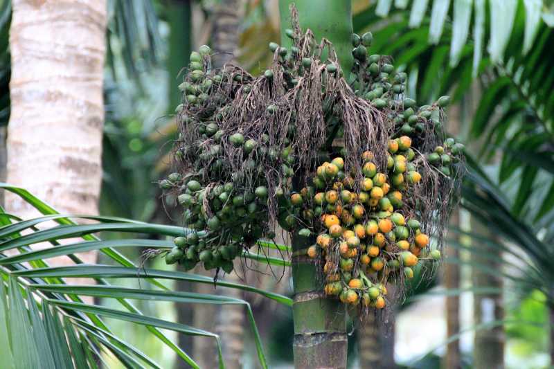 Spice Trail In Goa : Sahakari Spice Farm Ponda