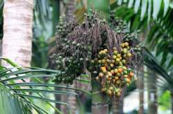 Spice trail in Goa : Sahakari Spice farm Ponda