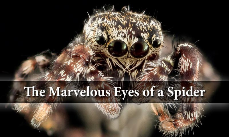 Spider Eyes Are Nature