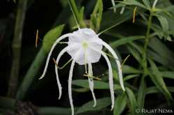 Spider Lilly
