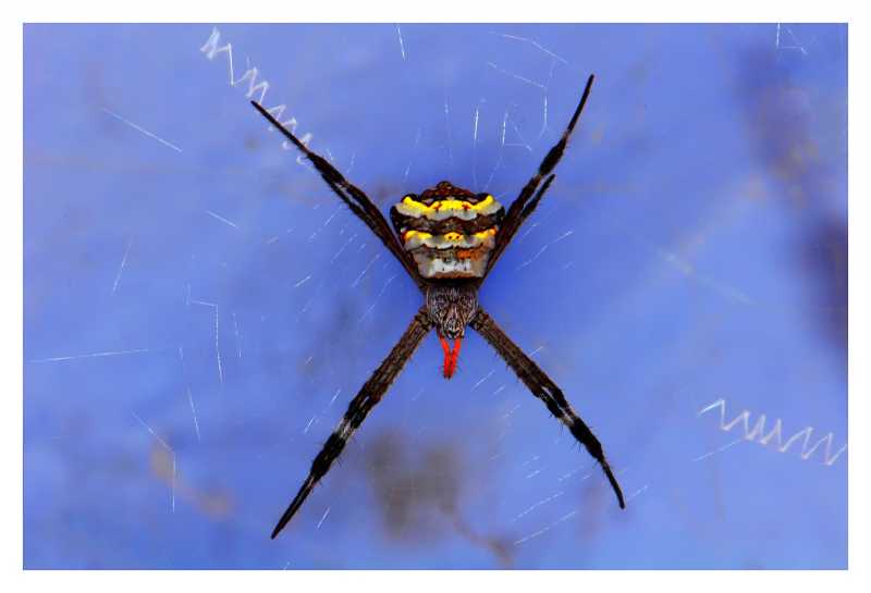 Spider ~ Photography | ഫോട്ടോഗ്രാഫി