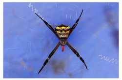 spider ~ photography | ഫോട്ടോഗ്രാഫി