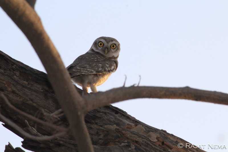 Spotted Owlet