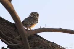 Spotted Owlet