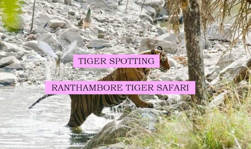 Spotting A Tiger At Ranthambore Tiger Safari - Peacock Featherz